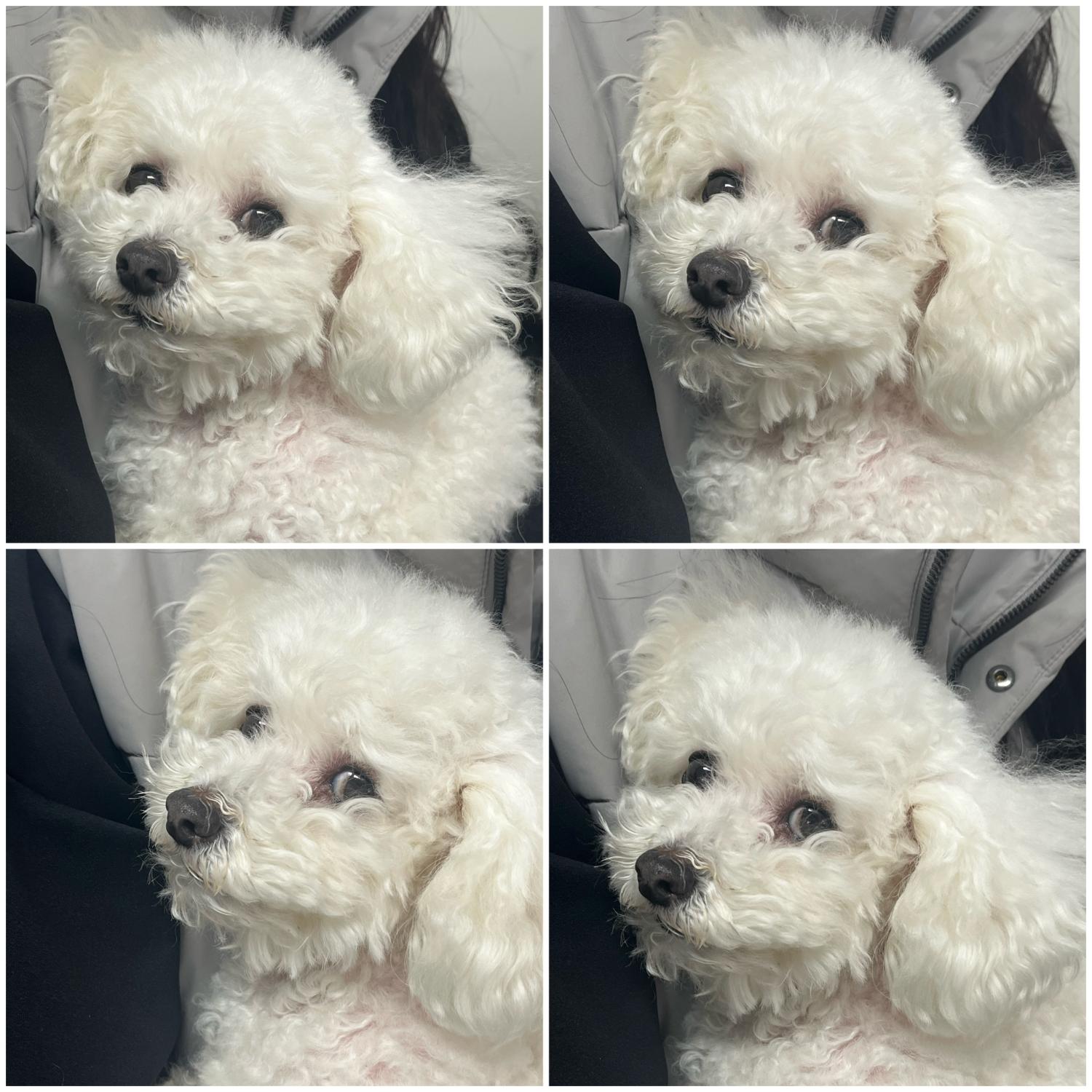 종료(입양) 비숑 …